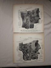 4 Stampe Anatomiche Vintage