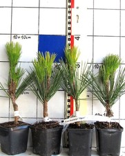 Pinus thunb. +Ogon+, varietà