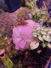 Pinguicula Moranensis
