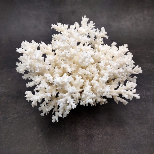 Corallo pizzo bianco grande - pizzo,