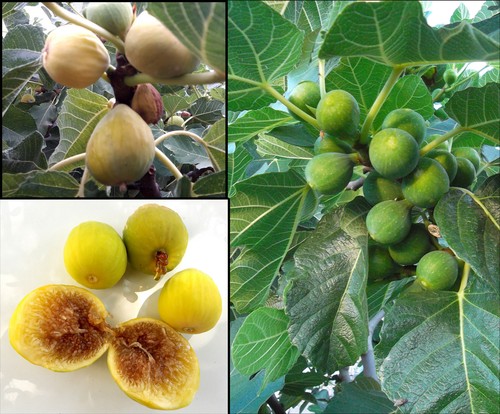 200 semi ficus carica fico - semi,