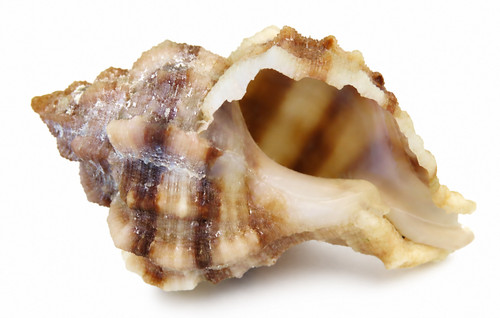 Conchiglia marina mediterranea - conchiglia,