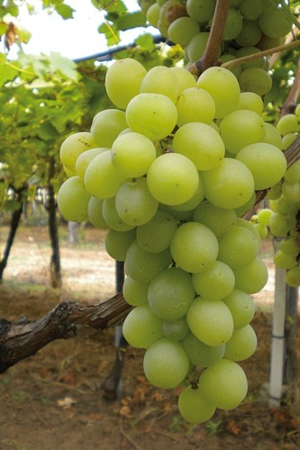 Uva baresana pianta vite - uva,
