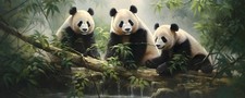Animale Panda Famiglia Bambù