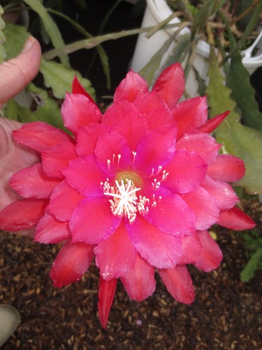 Epiphyllumhybride foglia - epiphyllumhybride,