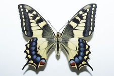 PAPILIO MACHAON SPHYRUS * from