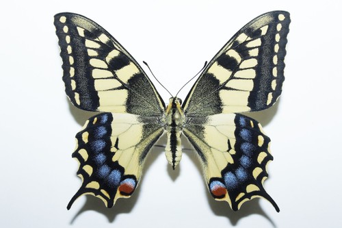 Papilio machaon sphyrus from - machaon,