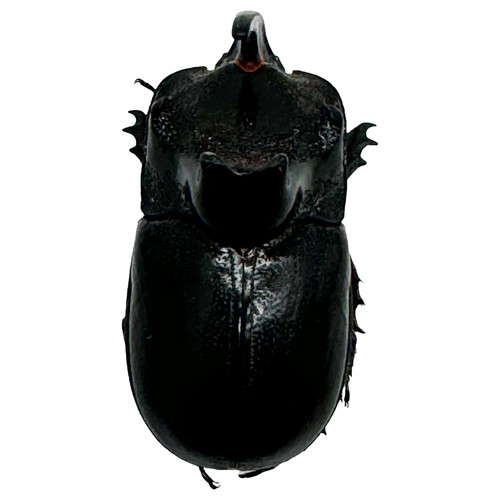 The rhino horned beetle - horned,
