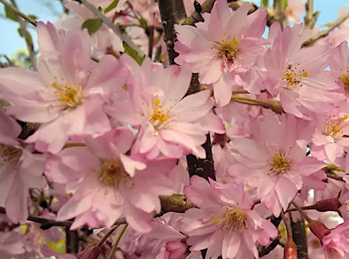 Prunus subhirtella fukubana - x,