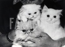 Foto vintage Francia, Tre gatti persiani bianchi, 1984, stampa 24x18 cm