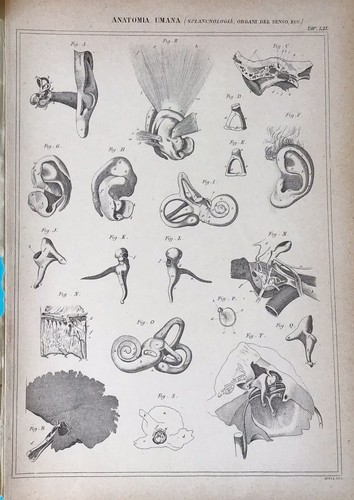 Stampa antica incisione - antica,