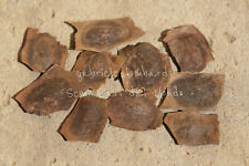 PALISSANDRO ROSA - DALBERGIA LATIFOLIA, 10 SEMI SELEZIONATI