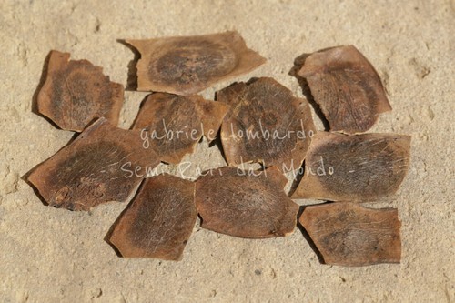 Palissandro rosa dalbergia - palissandro,