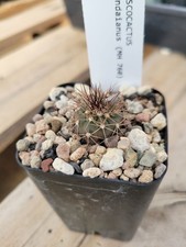 Discocactus lindaianus mh - discocactus,
