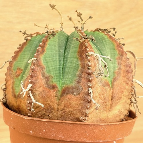 Euphorbia meloformis pot - ,