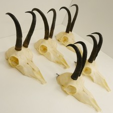 5 Pezzi Corna Di Camoscio