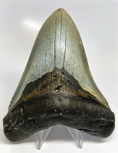 Pollici vero megalodonte - 5,