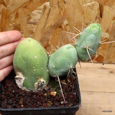 Trico cereus bridgesii