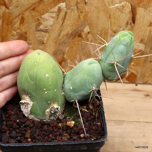 Trico cereus bridgesii