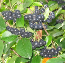 Aronia melanocarpa photinia - aronia,