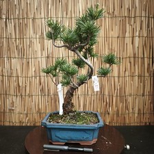 Bonsai pino pentaphilla - di,