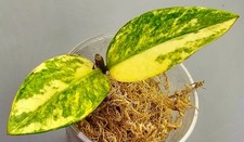 Zamioculcas Zamiifolia Aurea Variegata - Alta Qualità 