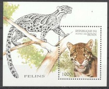 (178536) Catlike, Benin