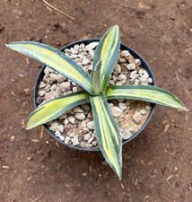 AGAVE AMERICANA MEDIOPICTA