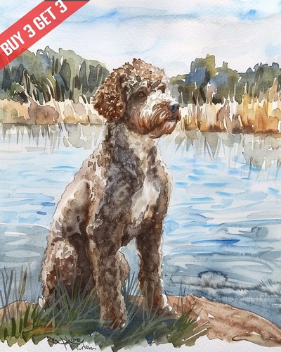 Quadro acquerello lagotto - acquerello,
