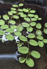 Salvinia natans 10 piantine / pianta galleggiante acquario dolce caridine betta