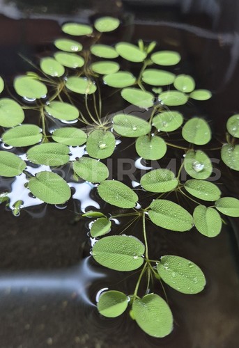 10x salvinia natans pianta - salvinia,