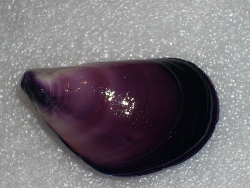 Mytilus galloprovincialis - mytilus,