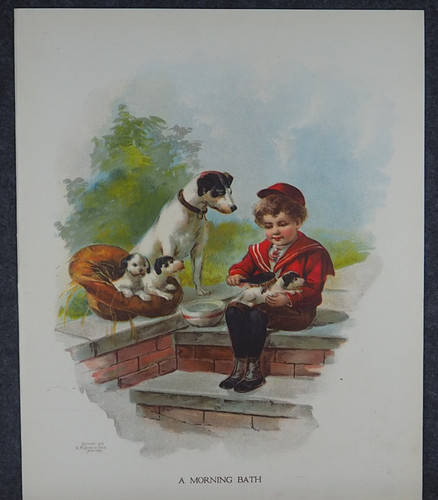 Ragazzo con jack russell - ragazzo,