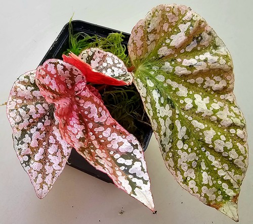 Begonie begonia snowcap - begonia,