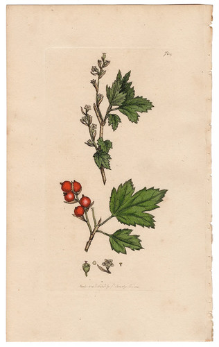 Antica botanica inglese - , 1800