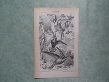 Uccelli Colibri stampa 1897