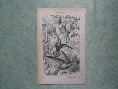 Uccelli colibri stampa 1897 - uccelli,