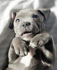 POSTER LOCANDINA QUADRO DECORAZIONE CASA- DOGO PITBULL CUCCIOLO CORSO AMSTAFF