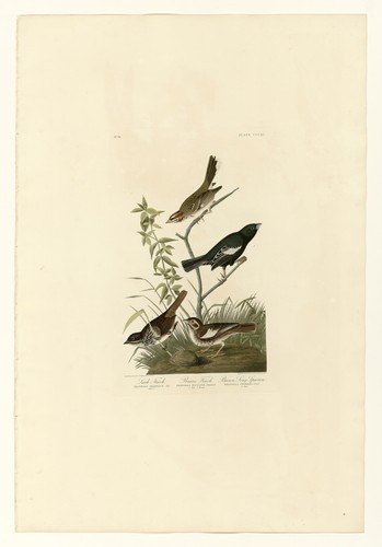 Song sparrow birds america - song,