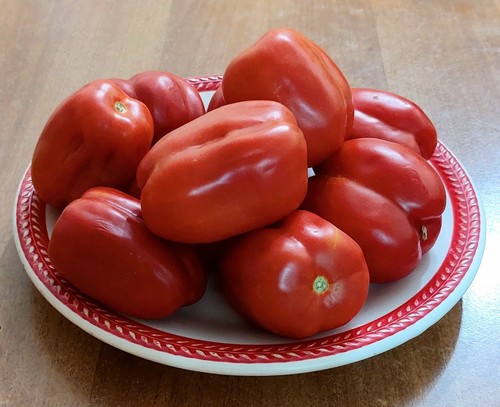 Semi pomodori raccolto 2025 - semi,