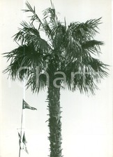 1940 ca A.O.I. AVIAZIONE ITALIANA Vessillo dell'ALA LITTORIA e palma *Fotografia
