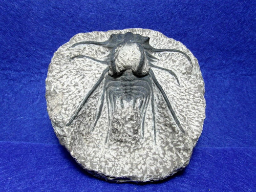 Trilobite dicranurus - trilobite,