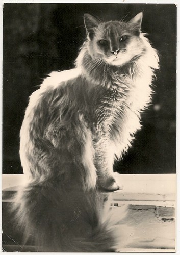 Varie animali gatto - -,