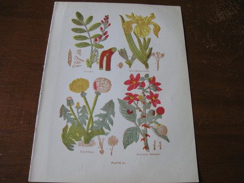 1915 stampa artistica - 1915,