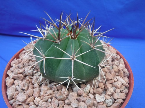 Melocactus conoideus cactus - melocactus,