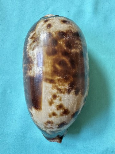 Cypraea testudinaria - xl,