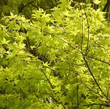 Acer palmatum cv 'Katsura' - Acero giapponese | Acero palmato