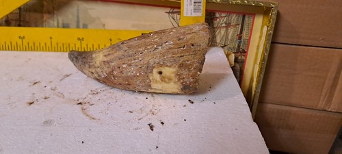 Corno bue porta pietra - bue,