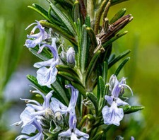 Rosmarinus officinalis form erectus - Rosmarino verticale