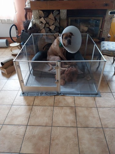 Box per cani - in, acrilico